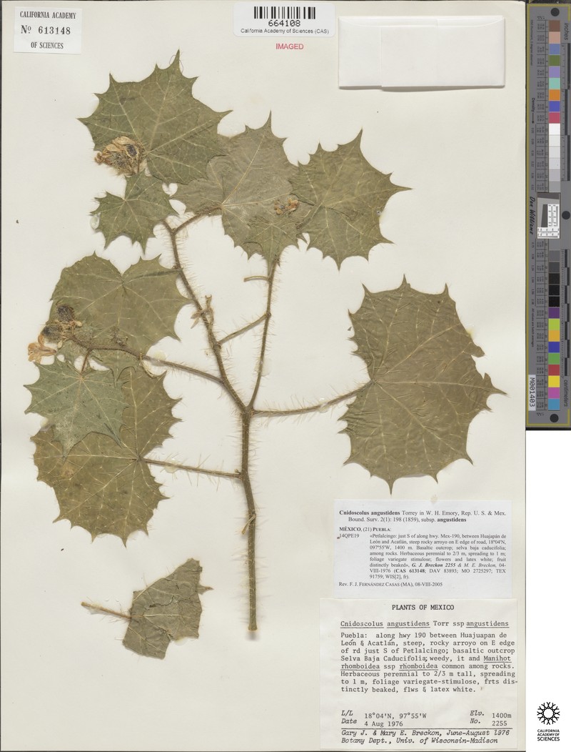 Cnidoscolus angustidens subsp. angustidens photo 4