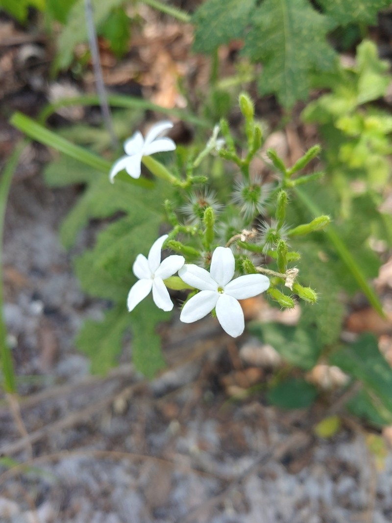 Cnidoscolus stimulosus