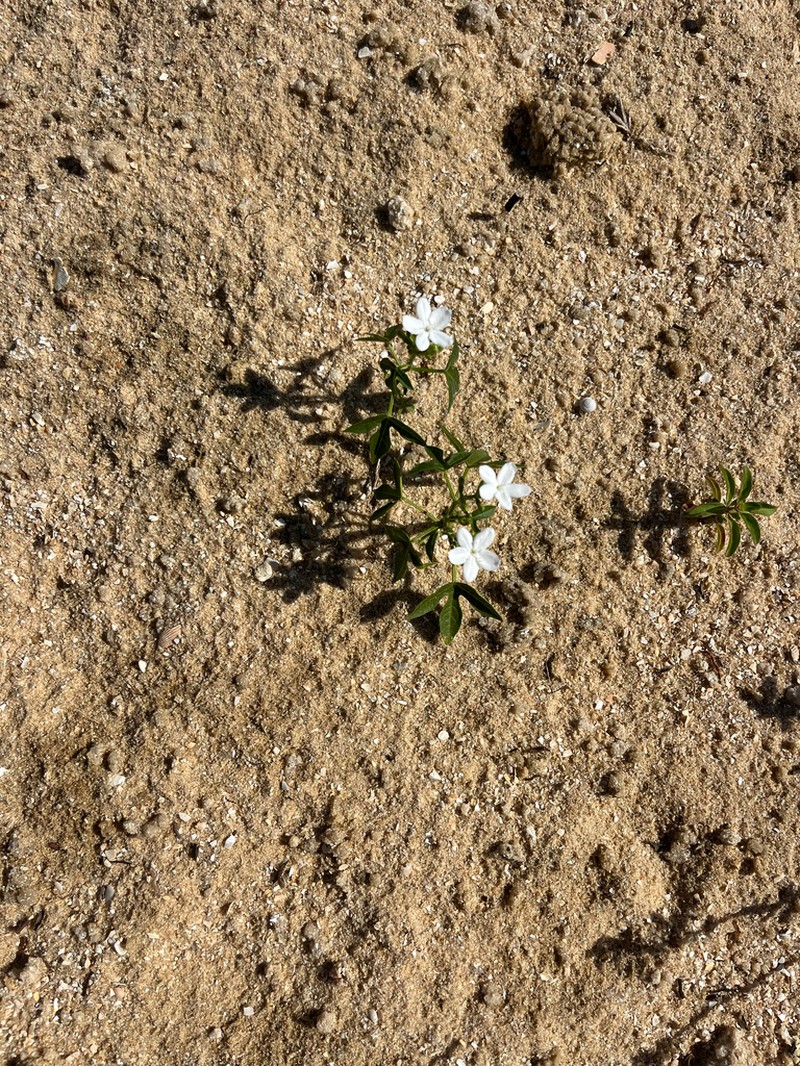 Cnidoscolus stimulosus photo 2