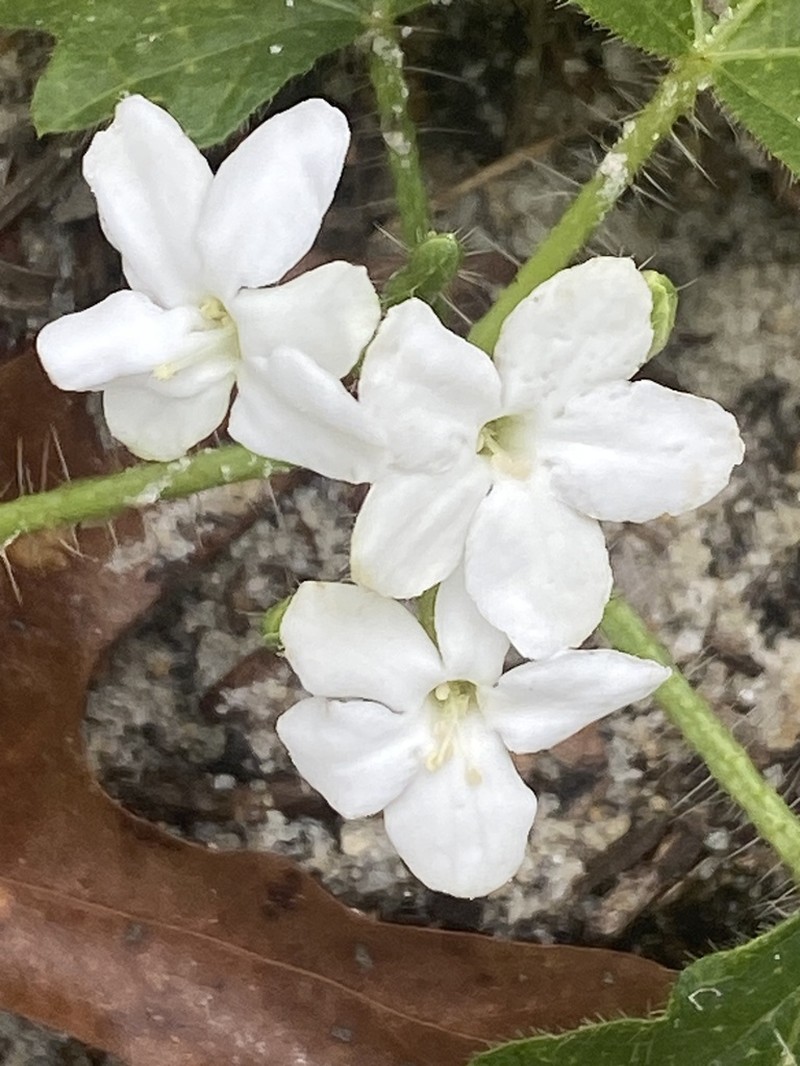 Cnidoscolus stimulosus photo 3