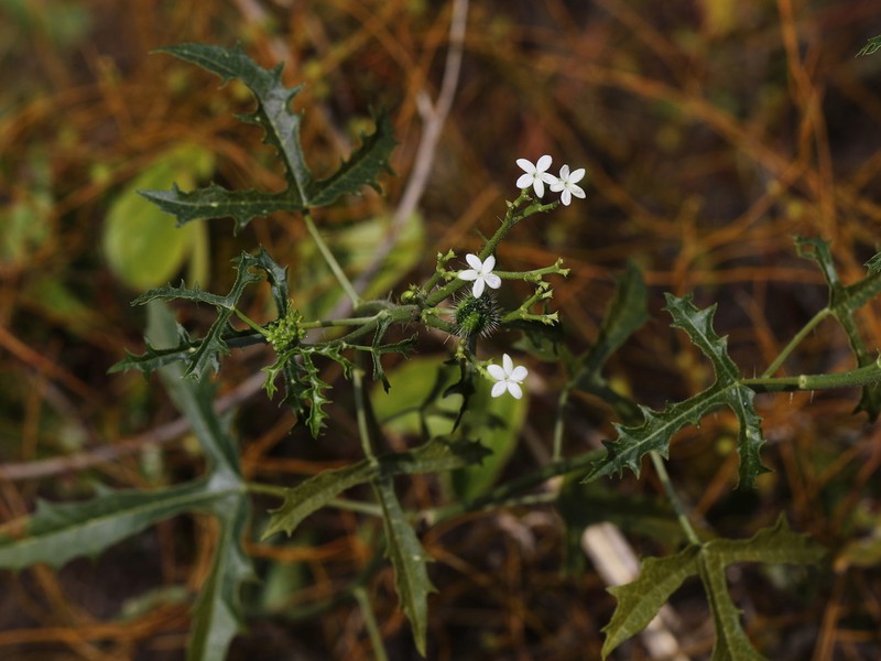 Cnidoscolus stimulosus photo 4