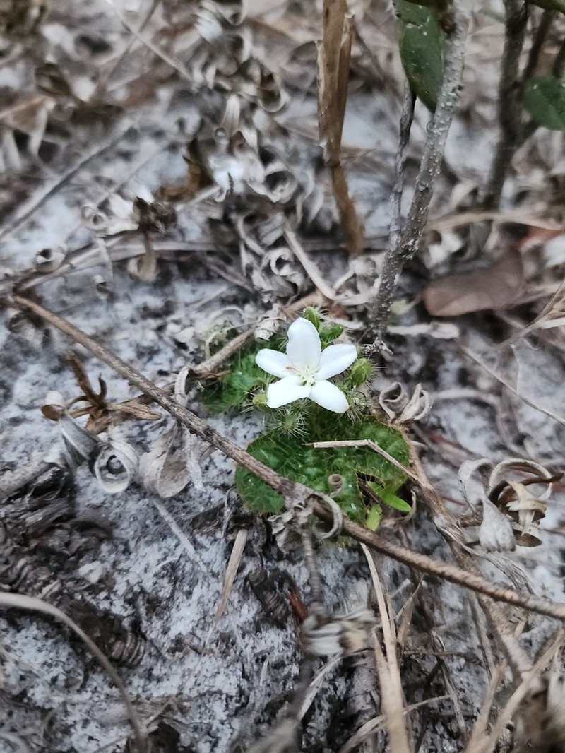 Cnidoscolus stimulosus photo 5