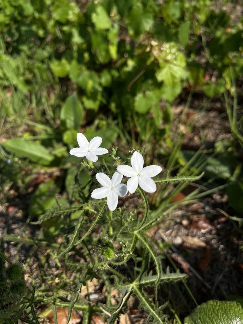 Cnidoscolus stimulosus photo 6