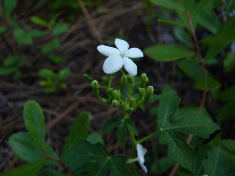 Cnidoscolus stimulosus photo 7