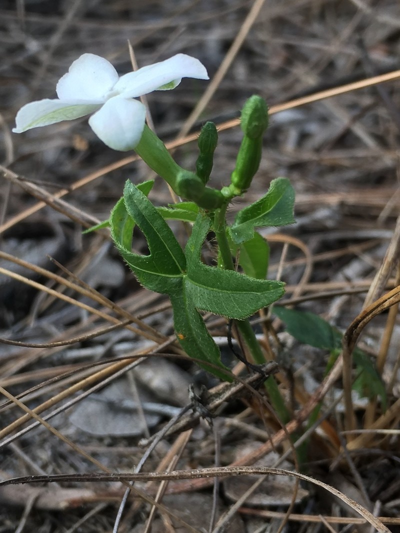 Cnidoscolus stimulosus photo 8