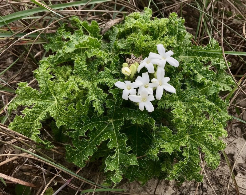 Texas Bullnettle