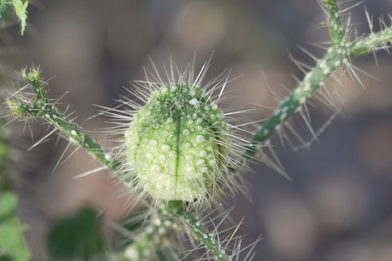 Texas Bullnettle photo 2