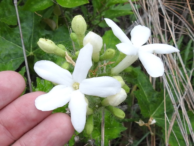 Texas Bullnettle photo 3