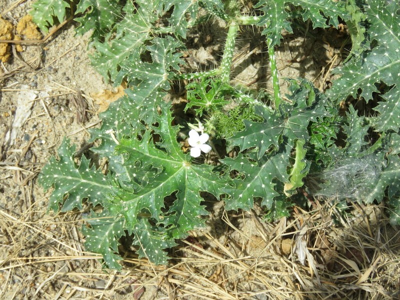 Texas Bullnettle photo 4