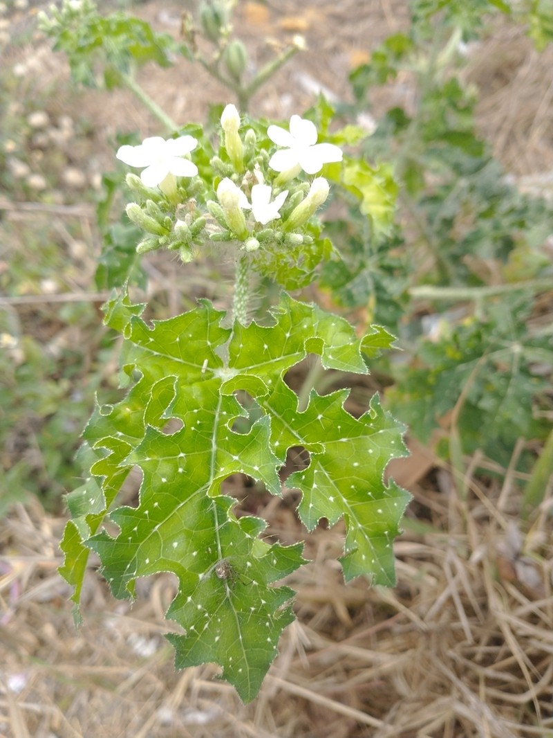 Texas Bullnettle photo 5
