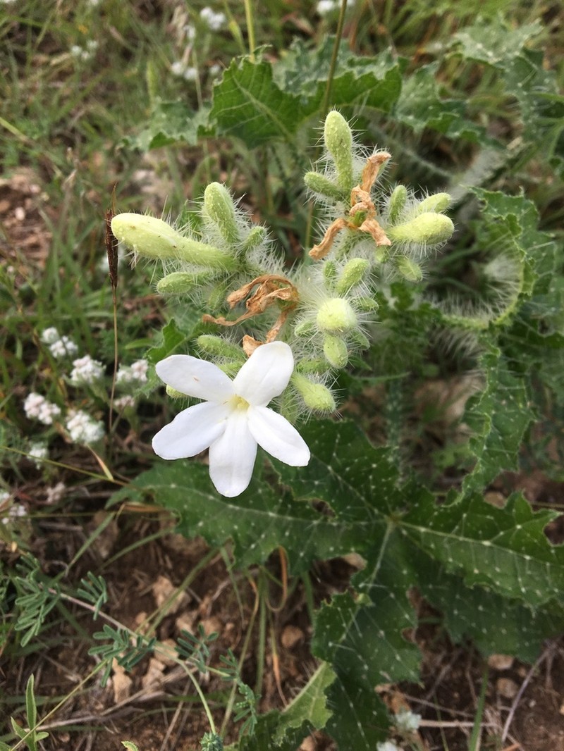 Texas Bullnettle photo 6
