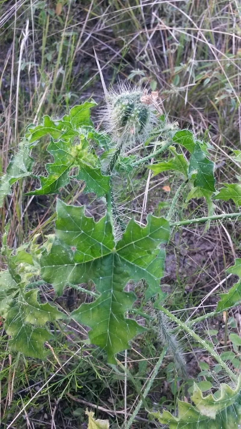 Texas Bullnettle photo 7