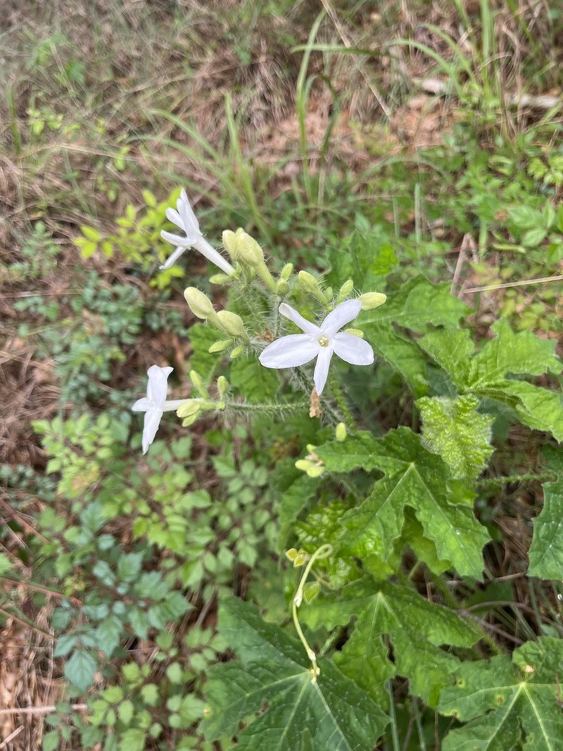 Texas Bullnettle photo 8