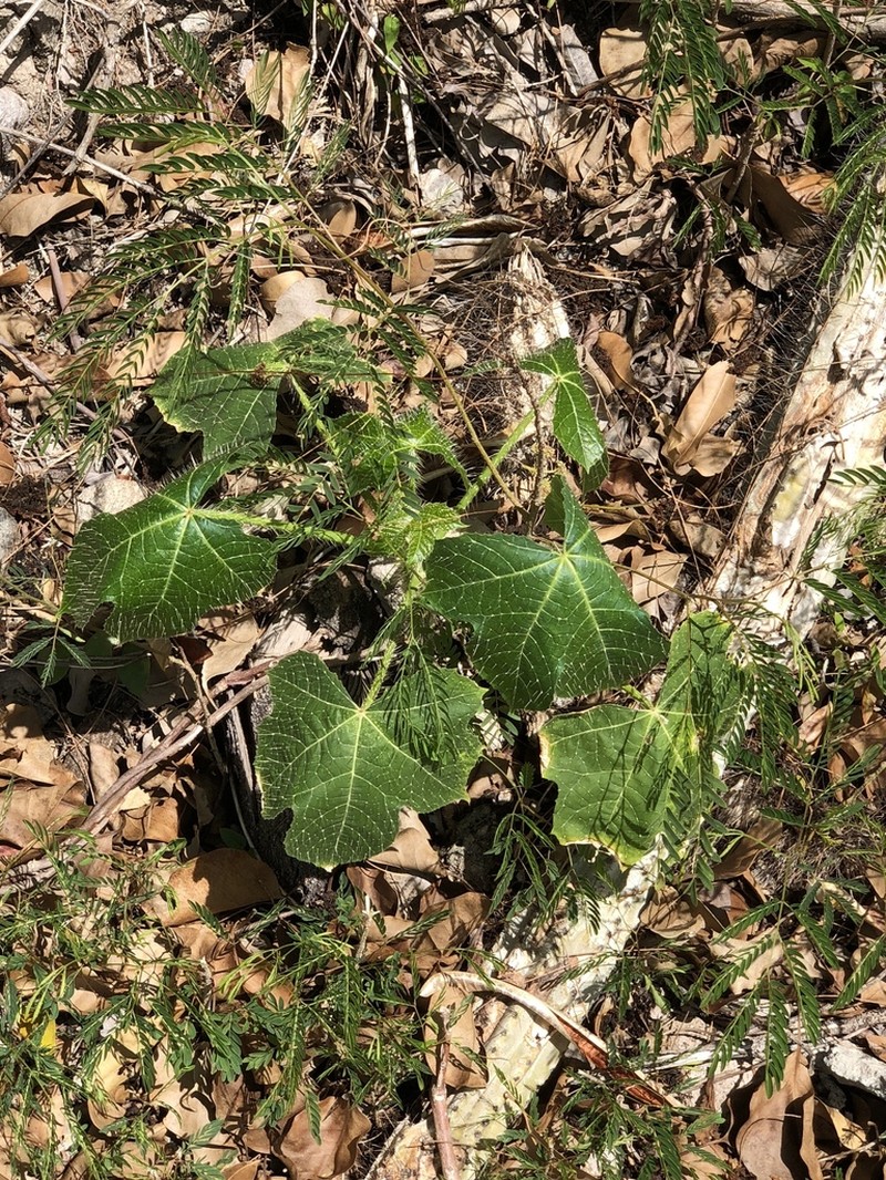 Cnidoscolus photo 2