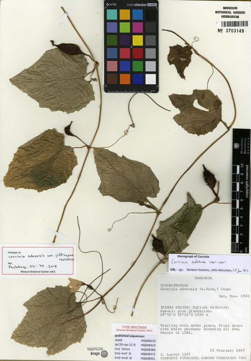 Coccinia adoensis var. jeffreyana