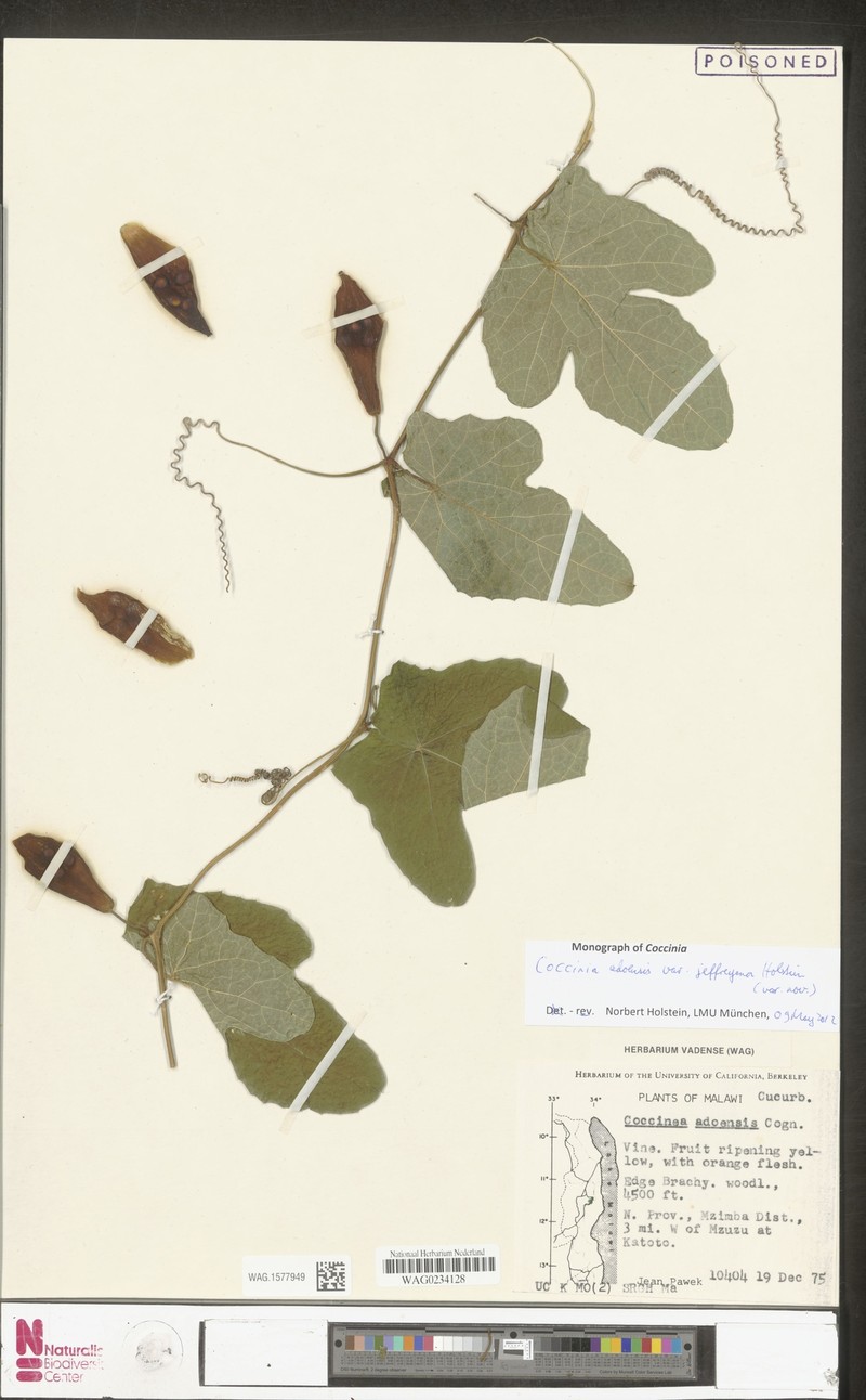 Coccinia adoensis var. jeffreyana photo 2