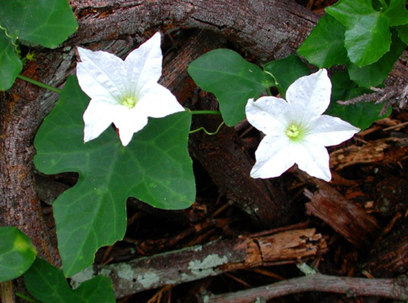 Ivy Gourd photo 2