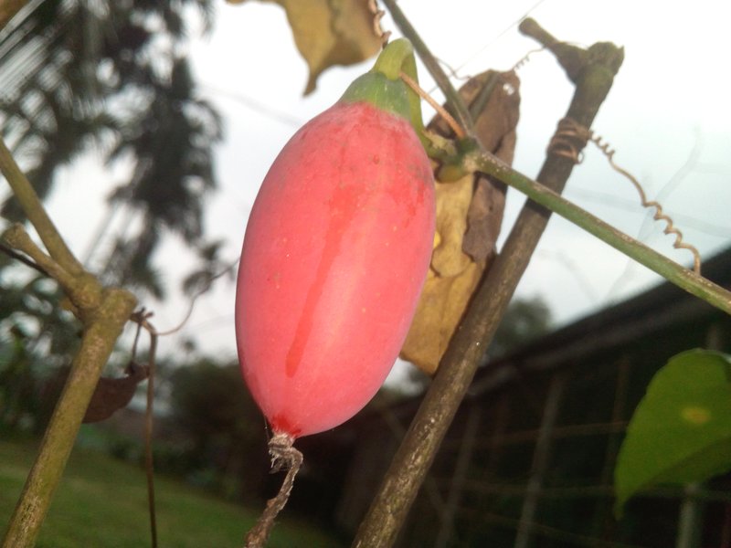 Ivy Gourd photo 3