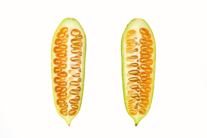 Ivy Gourd photo 4
