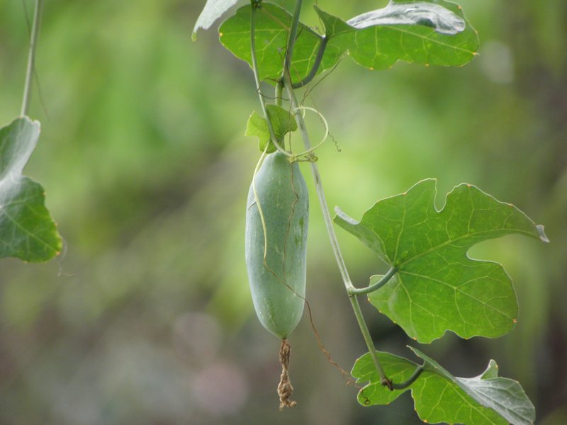 Ivy Gourd photo 5
