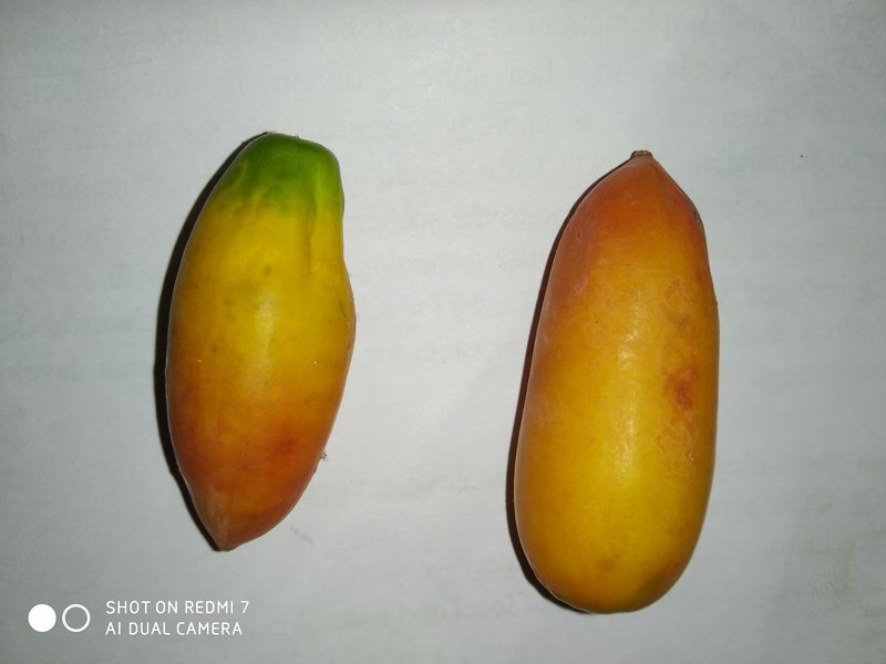 Ivy Gourd photo 6