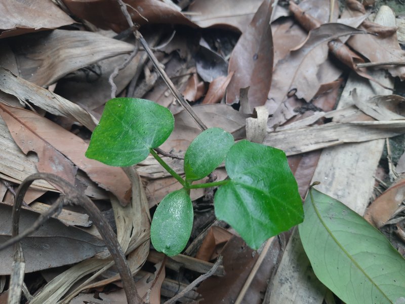 Ivy Gourd photo 7