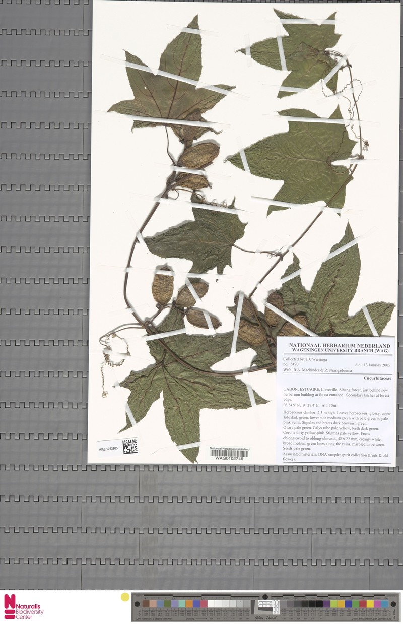 Coccinia heterophylla