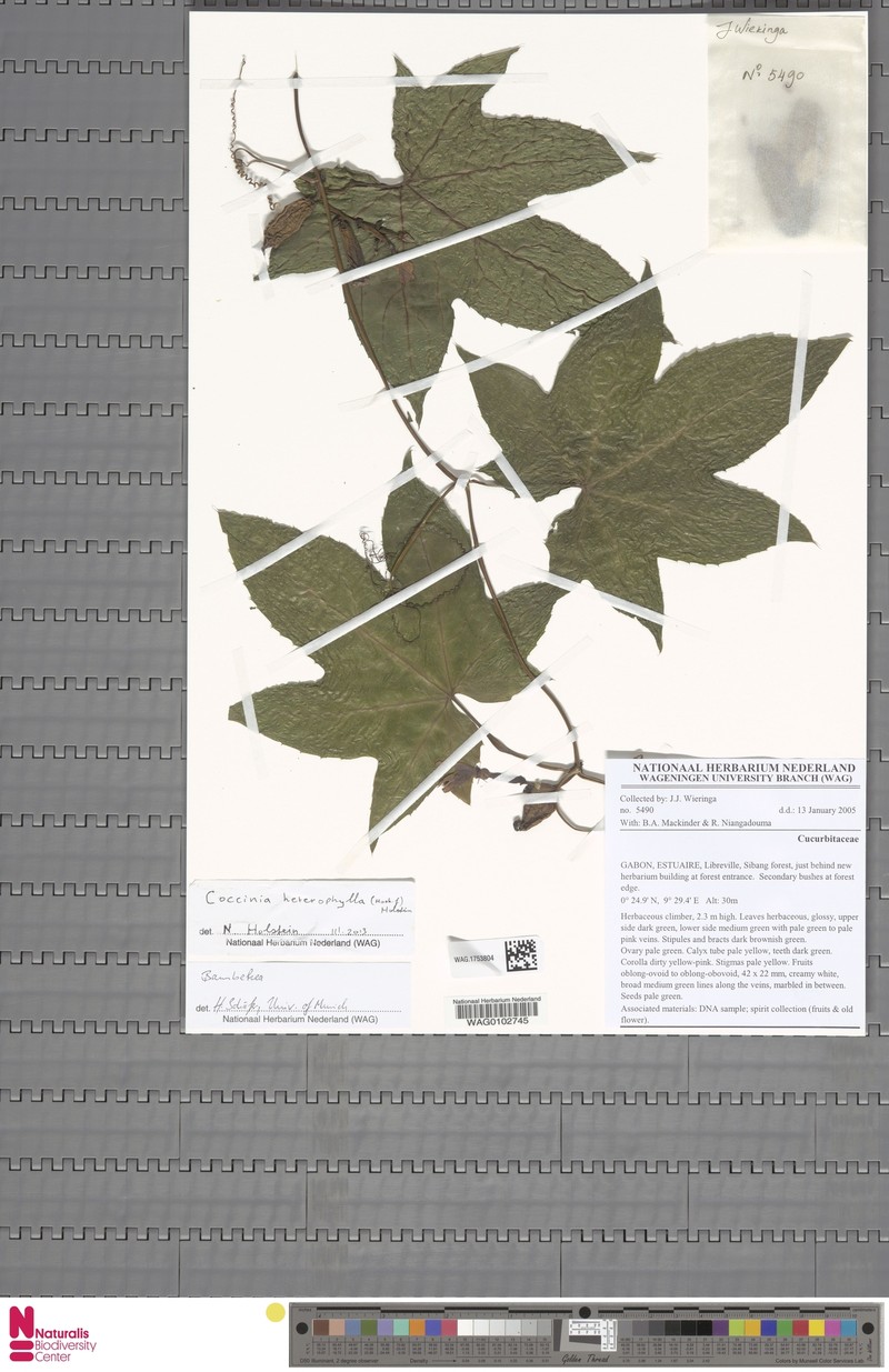 Coccinia heterophylla photo 2