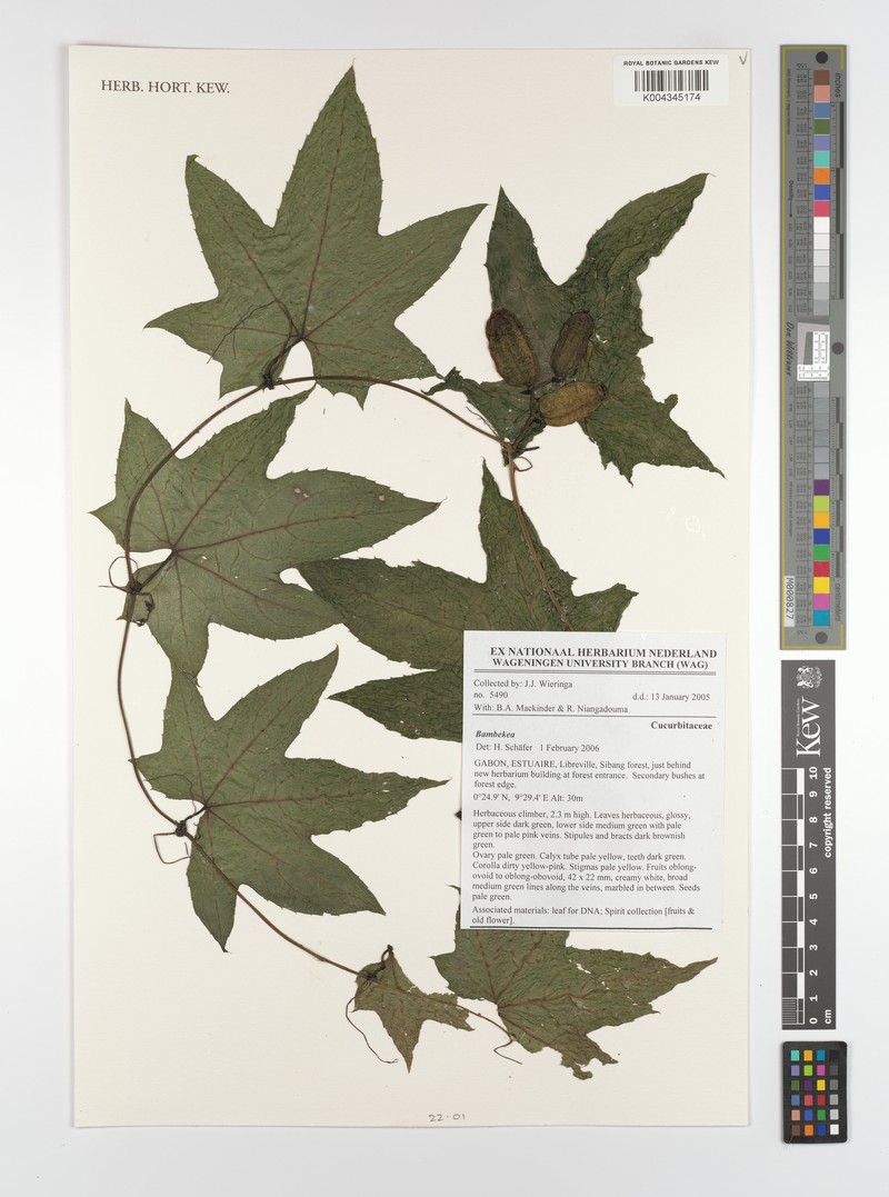 Coccinia heterophylla photo 3