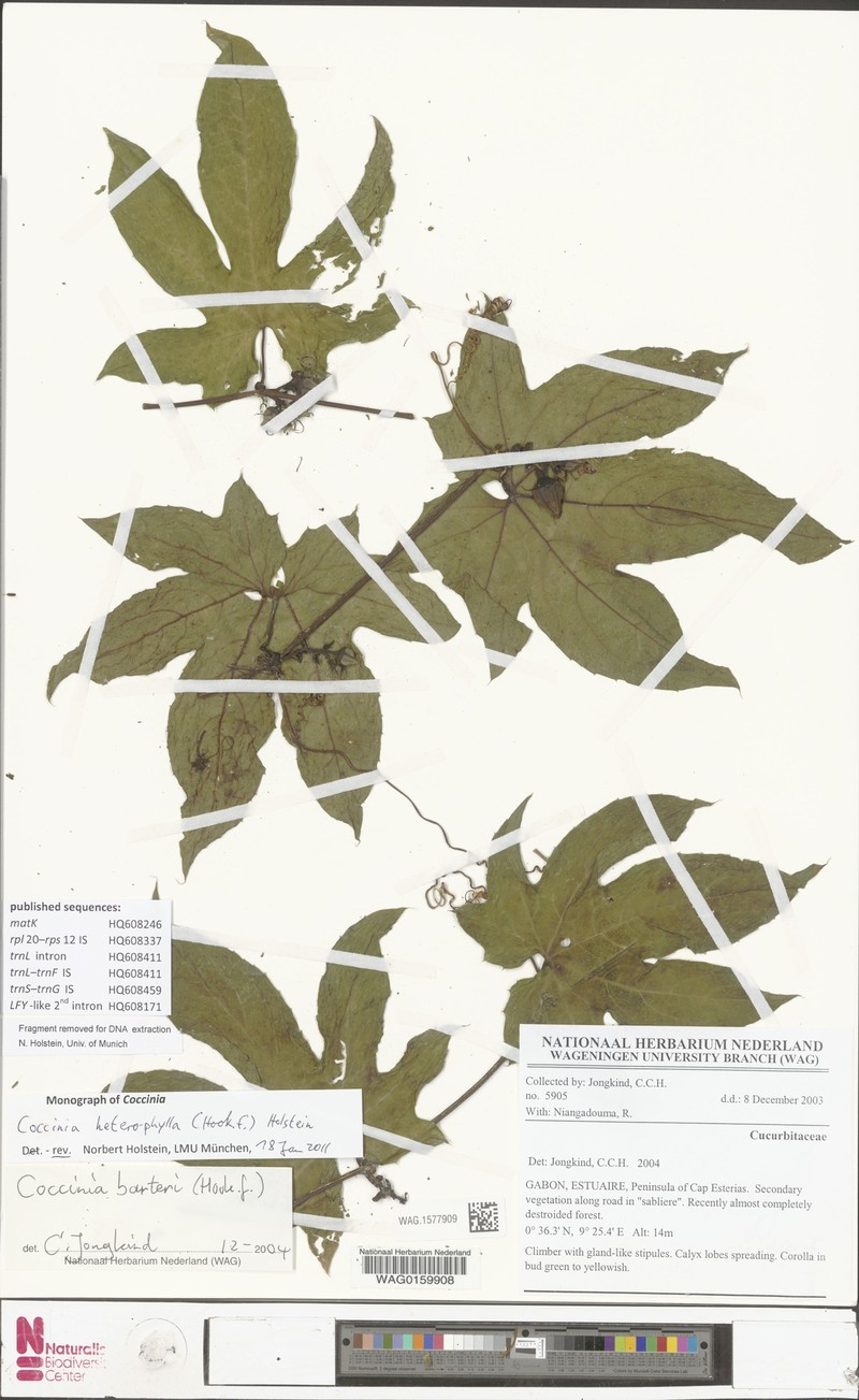 Coccinia heterophylla photo 4