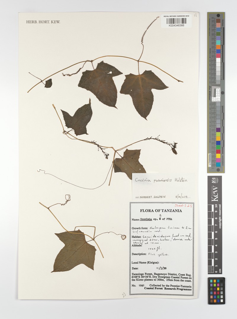Coccinia pwaniensis photo 2
