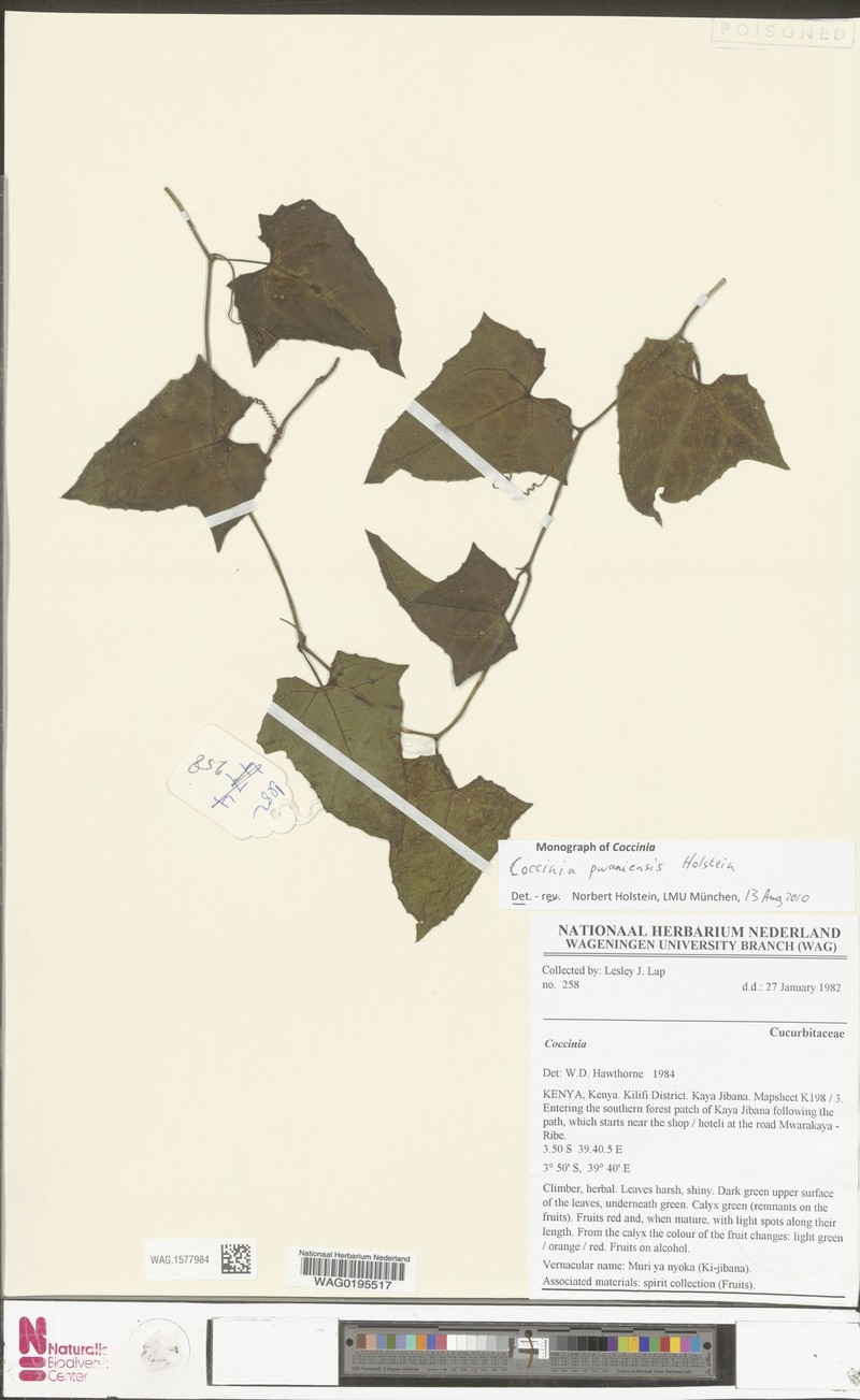 Coccinia pwaniensis photo 4