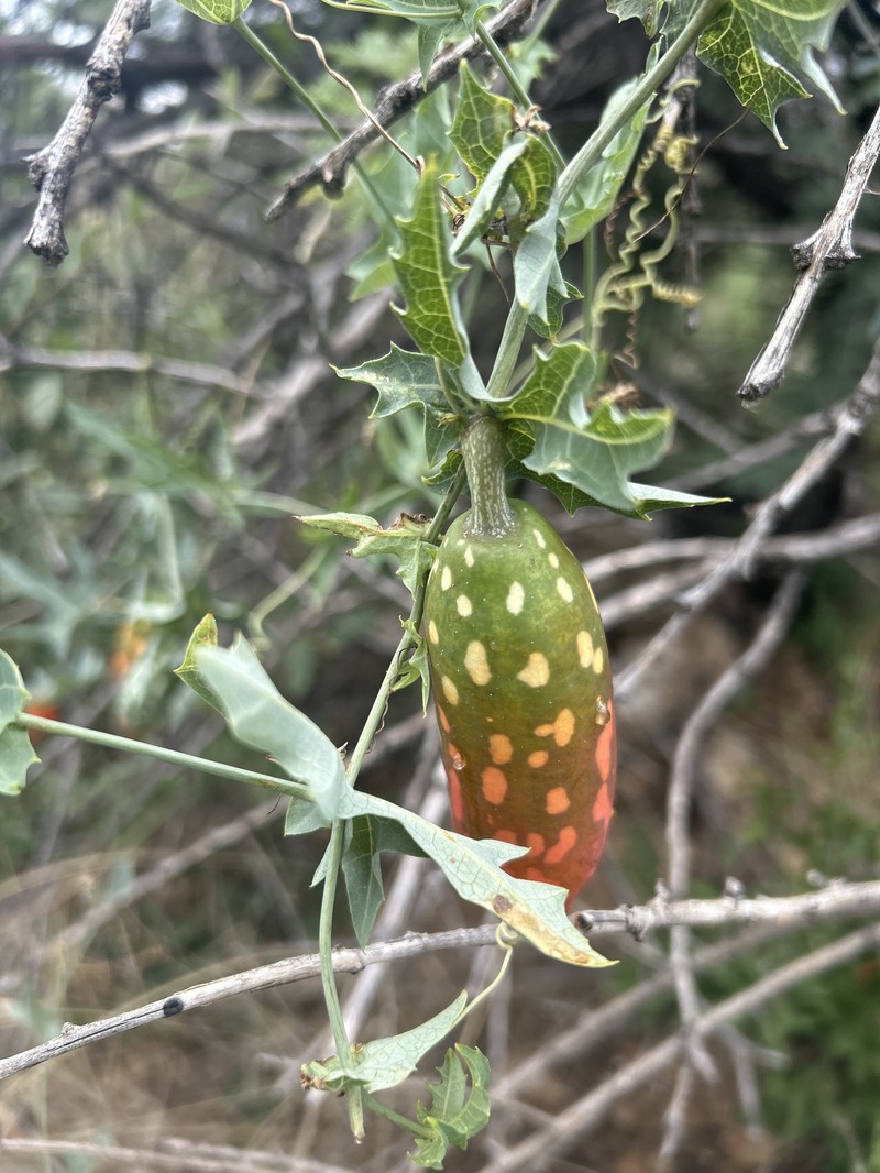 Coccinia sessilifolia var. sessilifolia
