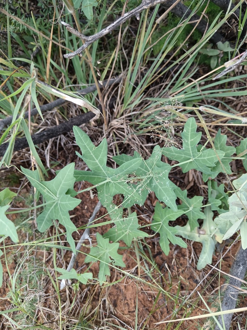 Coccinia sessilifolia var. sessilifolia photo 2