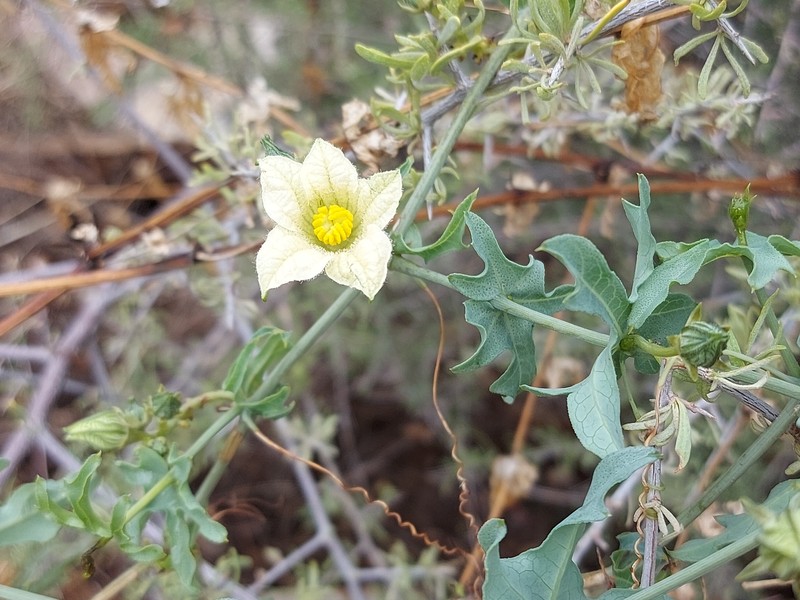 Coccinia sessilifolia var. sessilifolia photo 3