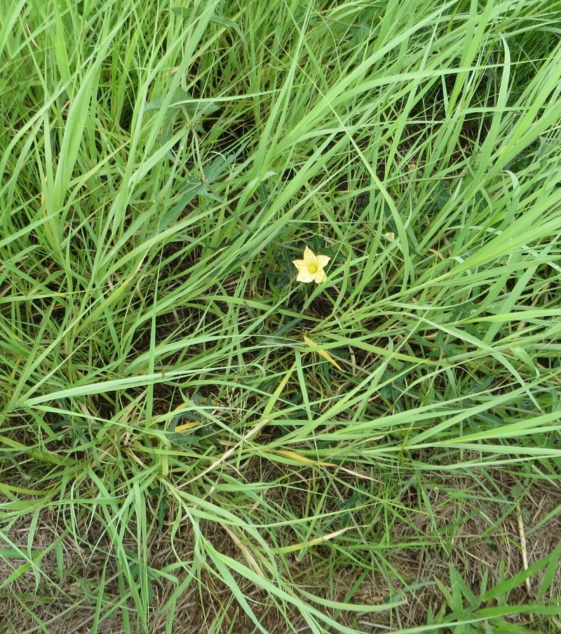 Coccinia sessilifolia var. sessilifolia photo 4