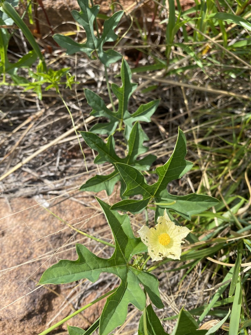 Coccinia sessilifolia var. variifolia