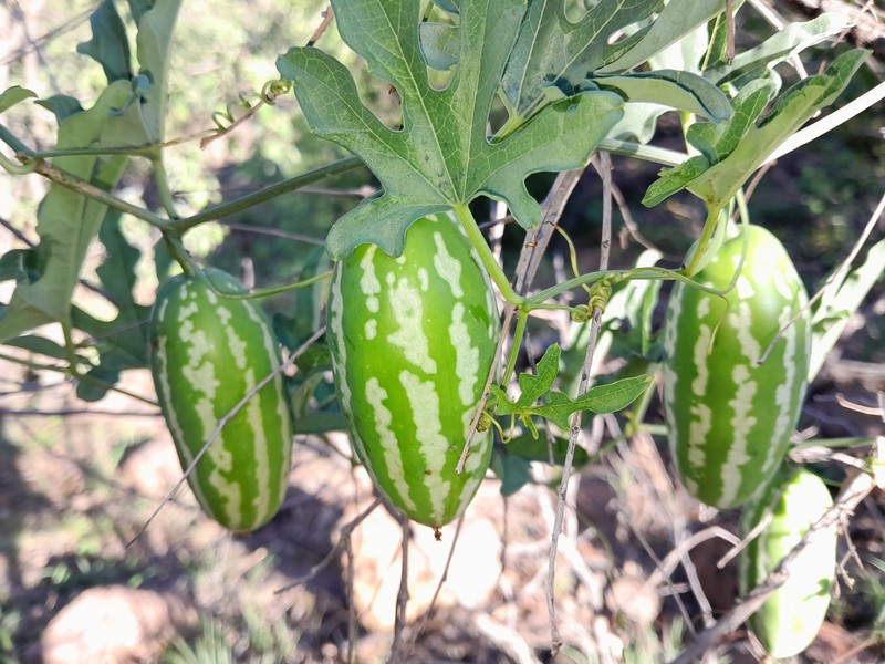 Coccinia sessilifolia var. variifolia photo 2