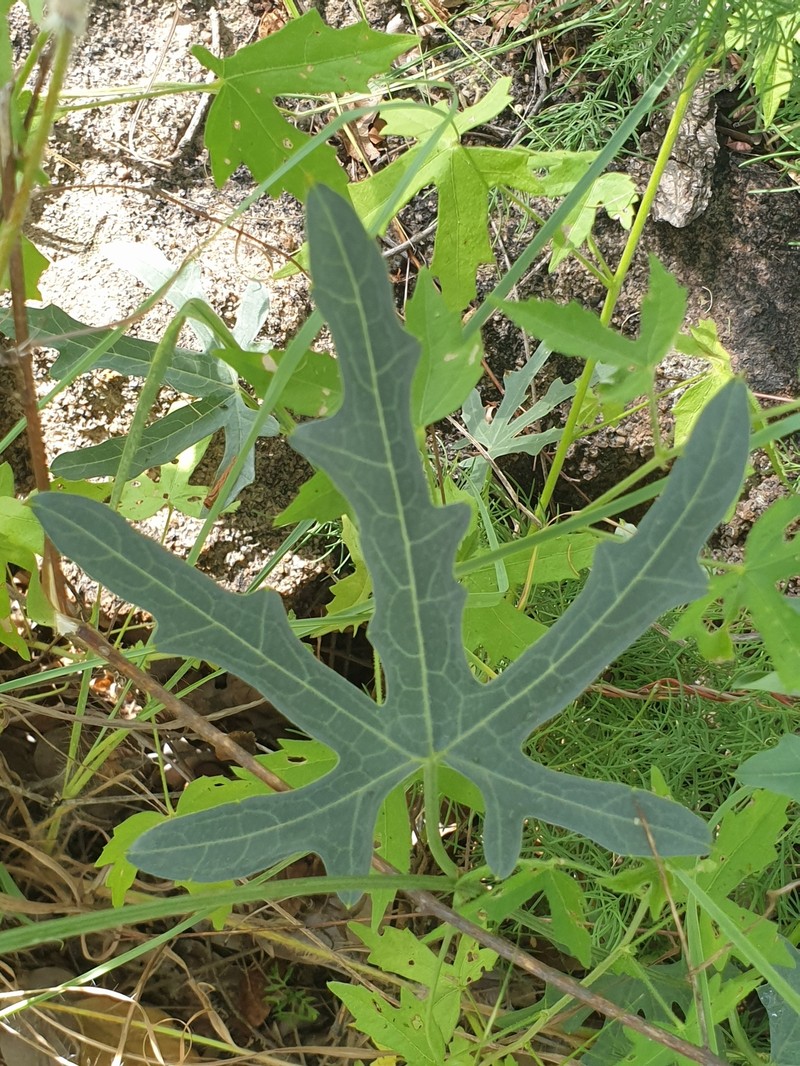 Coccinia sessilifolia var. variifolia photo 4
