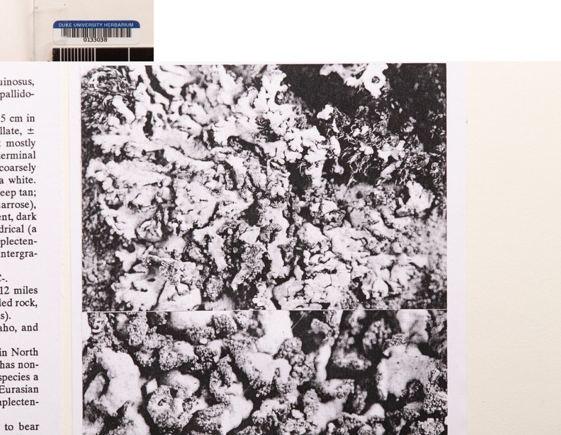 Domingan Coccocarpia Lichen