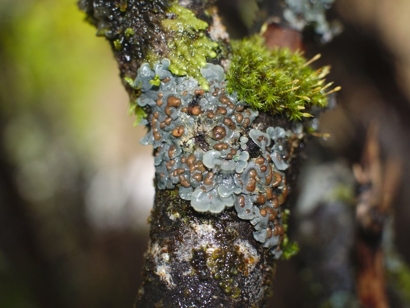 Coccocarpia Lichen