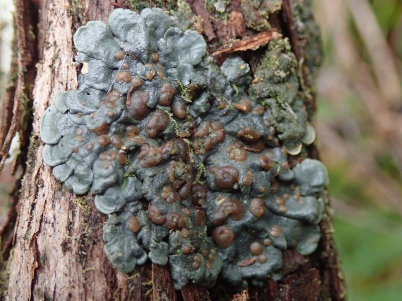 Coccocarpia Lichen