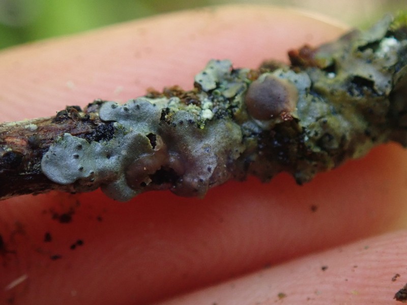 Coccocarpia Lichen photo 2