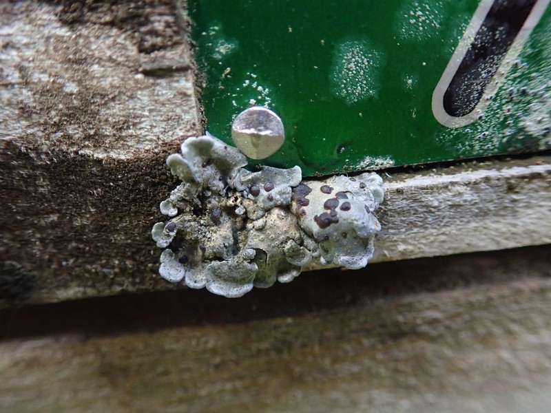 Coccocarpia Lichen photo 3
