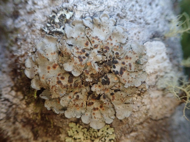 Coccocarpia Lichen photo 4