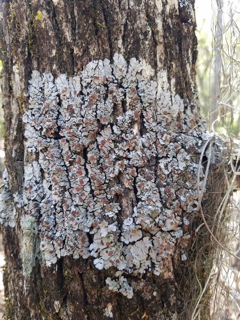 Coccocarpia Lichen photo 5