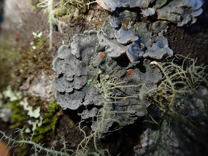 Coccocarpia Lichen photo 6