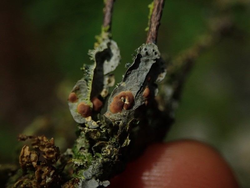 Coccocarpia Lichen photo 7