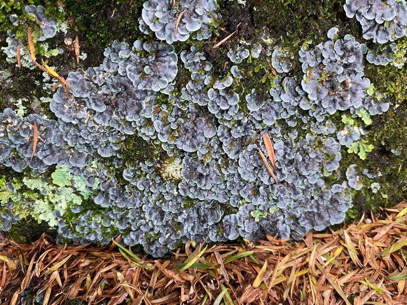 Coccocarpia Lichen photo 8