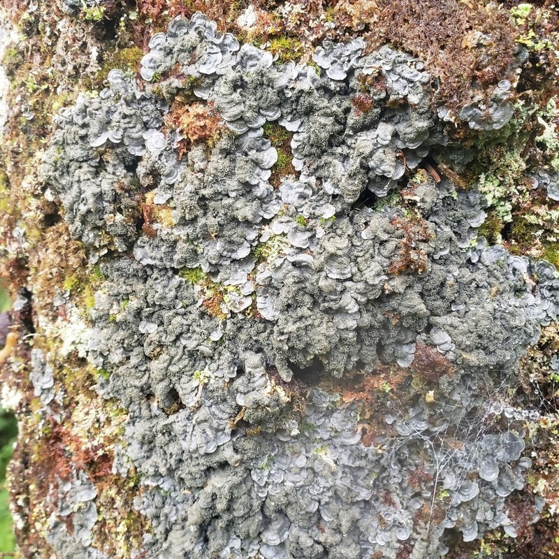 Coccocarpia Lichen